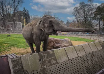Grădina Zoologică Belgrad, escapadă de 150 km din Timișoara