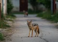 Șacal auriu fotografiat la marginea unui sat din Banat